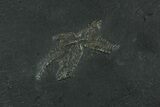 Pyritized Sea Star (Bundenbachia) Fossil - Bundenbach, Germany #231557-1